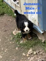 Jameson, a male Bernese Mountain Dog for sale in Success, MO – Photo 4 of 10