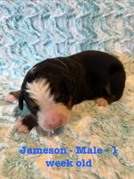 Jameson, a male Bernese Mountain Dog for sale in Success, MO – Photo 1 of 2