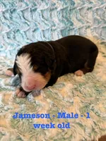 Jameson, a male Bernese Mountain Dog for sale in Success, MO – Photo 2 of 2