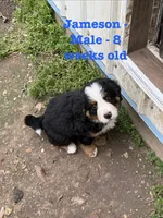 Jameson, a male Bernese Mountain Dog for sale in Success, MO – Photo 2 of 10