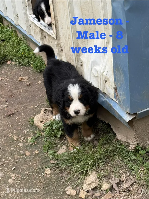Jameson – Bernese Mountain Dog puppy for sale in Success, MO