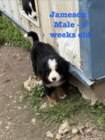 Jameson, a male Bernese Mountain Dog for sale in Success, MO – Photo 1 of 10