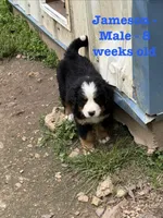 Jameson, a male Bernese Mountain Dog for sale in Success, MO – Photo 3 of 10