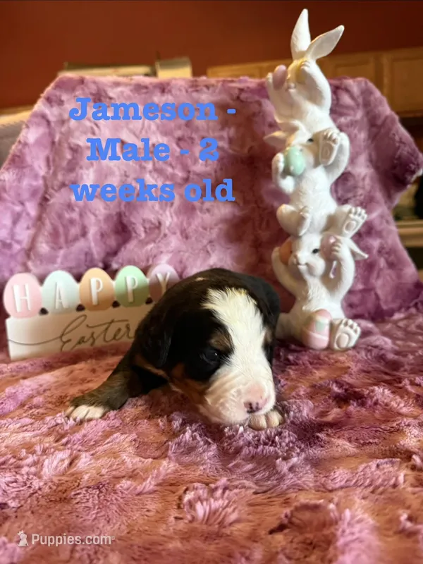 Jameson – Bernese Mountain Dog puppy for sale in Success, MO