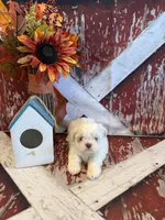 Sam, a male Shih Tzu for sale in Success, MO – 5 of 10