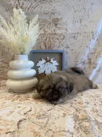 Adriana, a female Shih Tzu for sale in Success, MO – 2 of 10