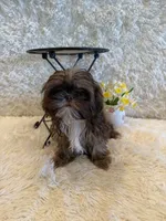 Asher, a male Shih Tzu for sale in Success, MO – 4 of 10