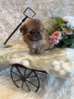 Sparrow, a male Shih Tzu for sale in Success, MO – 3 of 10