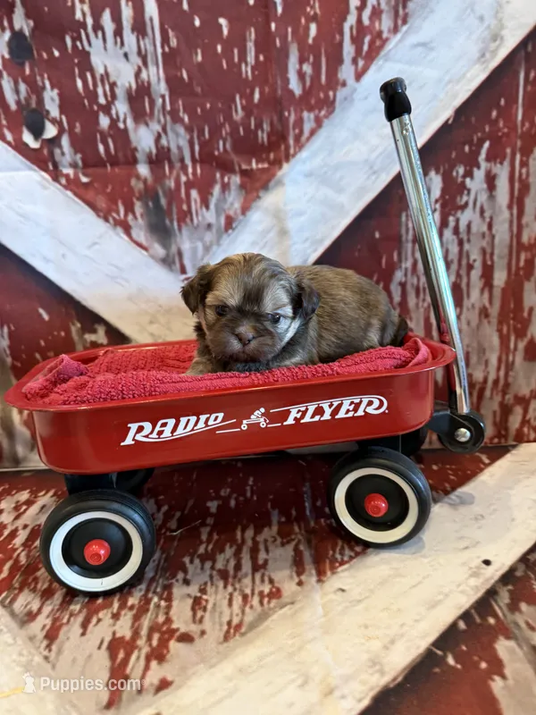 Maria  – Shih Tzu puppy for sale in Success, MO