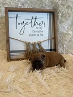 Freddie , a male Shih Tzu for sale in Success, MO – 3 of 5