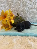 Miles, a male Shih Tzu for sale in Success, MO – 3 of 6