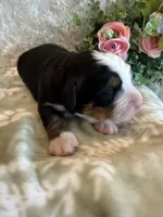 John, a male Bernese Mountain Dog for sale in Success, MO – 9 of 10