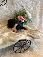 Hannah , a female Bernese Mountain Dog for sale in Success, MO – 5 of 10