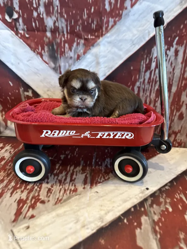 Brayden  – Shih Tzu puppy for sale in Success, MO