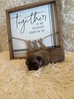 Elise , a female Shih Tzu for sale in Success, MO – 5 of 7