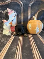 Brooklyn, a female Pomeranian for sale in Success, MO – 5 of 5