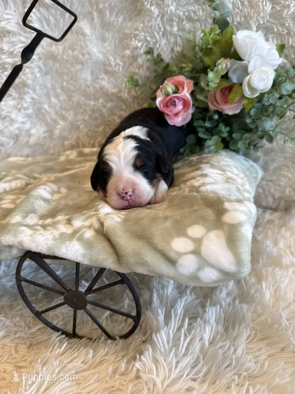 Dean – Bernese Mountain Dog puppy for sale in Success, MO