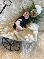 Dean, a male Bernese Mountain Dog for sale in Success, MO – 4 of 10
