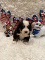 John, a male Bernese Mountain Dog for sale in Success, MO – 7 of 10