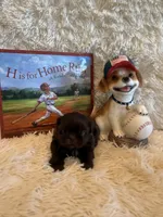 Cal, a male Shih Tzu for sale in Success, MO – 2 of 8