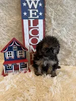Oakley, a male Shih Tzu for sale in Success, MO – 2 of 10