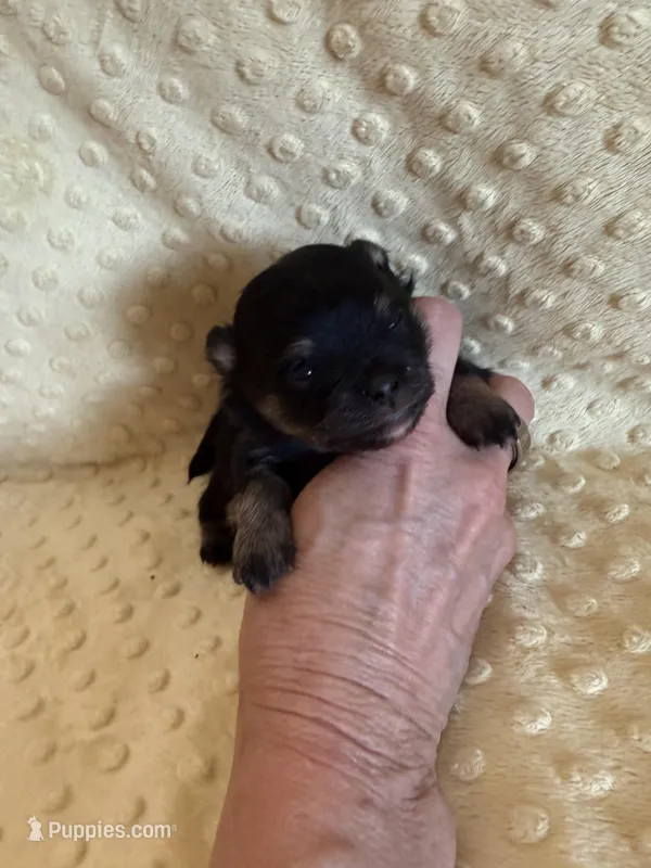 Fisher  – Pomeranian puppy for sale in Success, MO