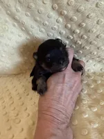 Fisher , a male Pomeranian for sale in Success, MO – Photo 1 of 7