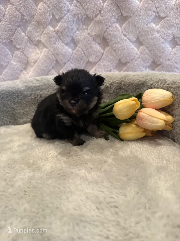 Fisher  – Pomeranian puppy for sale in Success, MO