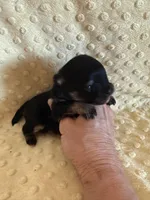 Fisher , a male Pomeranian for sale in Success, MO – Photo 6 of 7