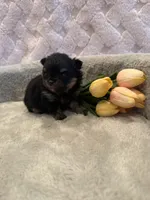 Fisher , a male Pomeranian for sale in Success, MO – 8 of 10