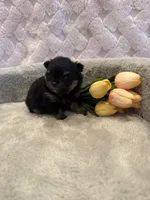 Fisher , a male Pomeranian for sale in Success, MO – 6 of 10