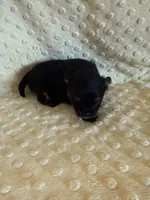 Fisher , a male Pomeranian for sale in Success, MO – Photo 4 of 7