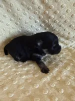 Fisher , a male Pomeranian for sale in Success, MO – Photo 2 of 7