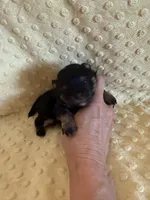 Fisher , a male Pomeranian for sale in Success, MO – Photo 7 of 7