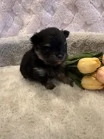 Fisher , a male Pomeranian for sale in Success, MO – 3 of 10