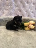 Fisher , a male Pomeranian for sale in Success, MO – 5 of 10