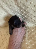 Fisher , a male Pomeranian for sale in Success, MO – Photo 3 of 7