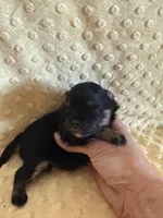 Fisher , a male Pomeranian for sale in Success, MO – Photo 5 of 7