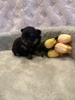 Fisher , a male Pomeranian for sale in Success, MO – 7 of 10