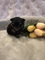 Fisher , a male Pomeranian for sale in Success, MO – 2 of 10