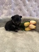 Fisher , a male Pomeranian for sale in Success, MO – 4 of 10