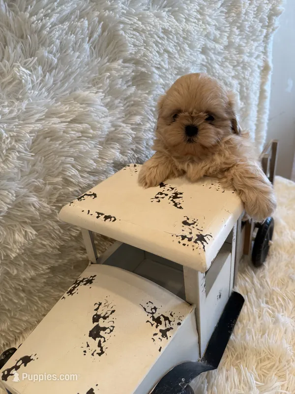 Reed – Shih Tzu puppy for sale in Success, MO