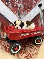 Charlie, a male Shih Tzu for sale in Success, MO – 9 of 10
