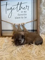 Adriana, a female Shih Tzu for sale in Success, MO – 5 of 5