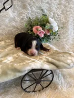 Hannah , a female Bernese Mountain Dog for sale in Success, MO – 4 of 10