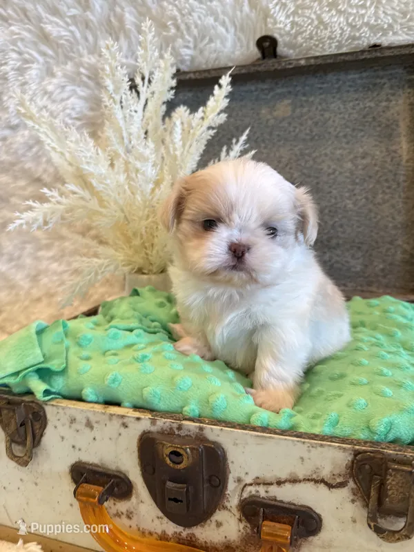 Brook – Shih Tzu puppy for sale in Success, MO