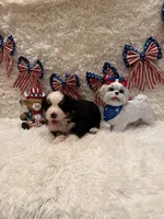 Dean, a male Bernese Mountain Dog for sale in Success, MO – 7 of 10