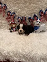 Garrett, a male Bernese Mountain Dog for sale in Success, MO – 6 of 10