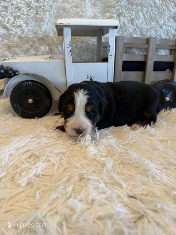 Hannah  – Bernese Mountain Dog puppy for sale in Success, MO
