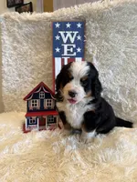 Dean, a male Bernese Mountain Dog for sale in Success, MO – 2 of 10
